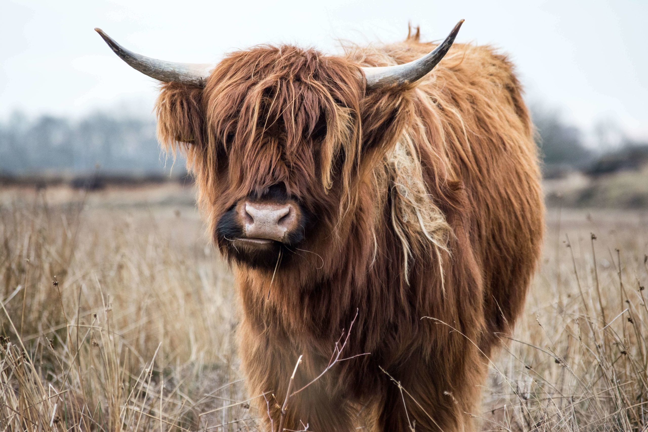 Picture of a yak, which begins with the letter y