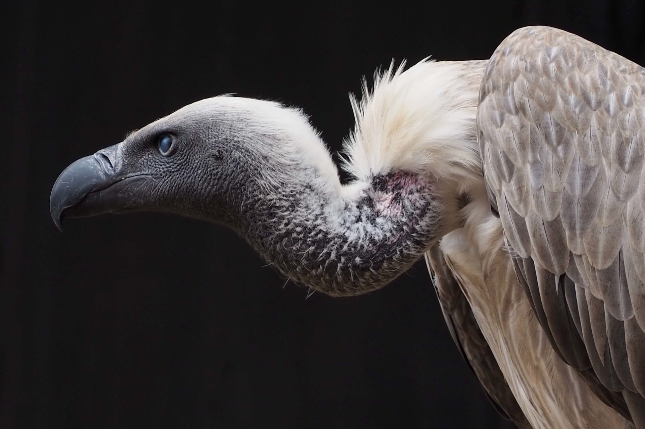Picture of a vulture, which is an animal that starts with the letter v.
