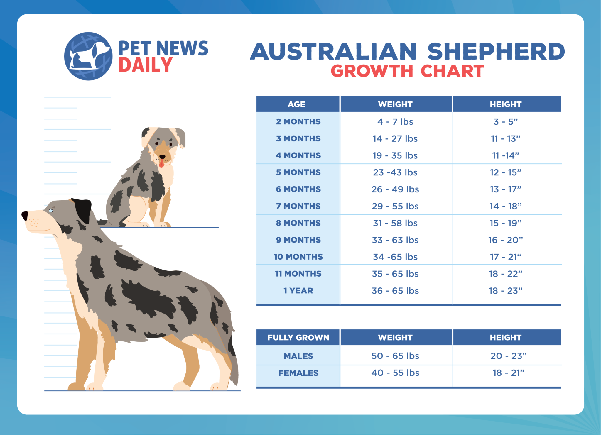 australian-shepherd-weight-chart-by-age