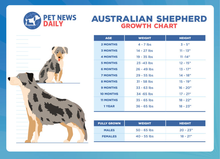Australian Shepherd Growth Chart How Big Will Your Australian Shepherd Get? Pet News Daily