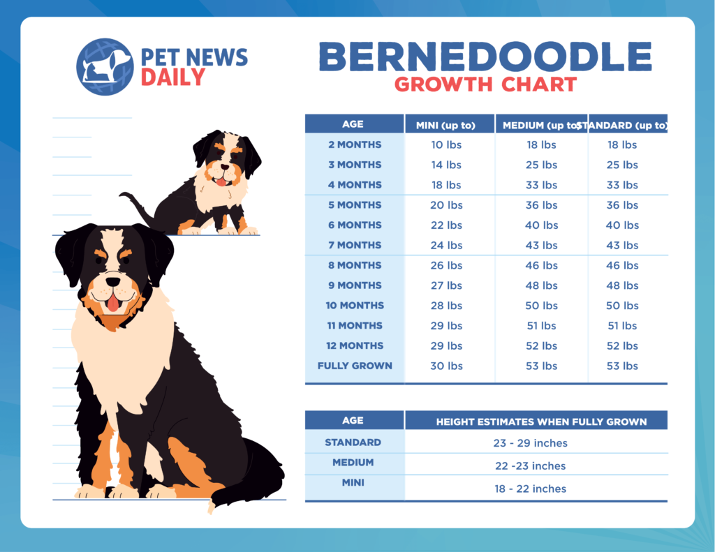 Bernedoodle Growth Chart How Big Will Your Bernedoodle Get? Pet News Daily