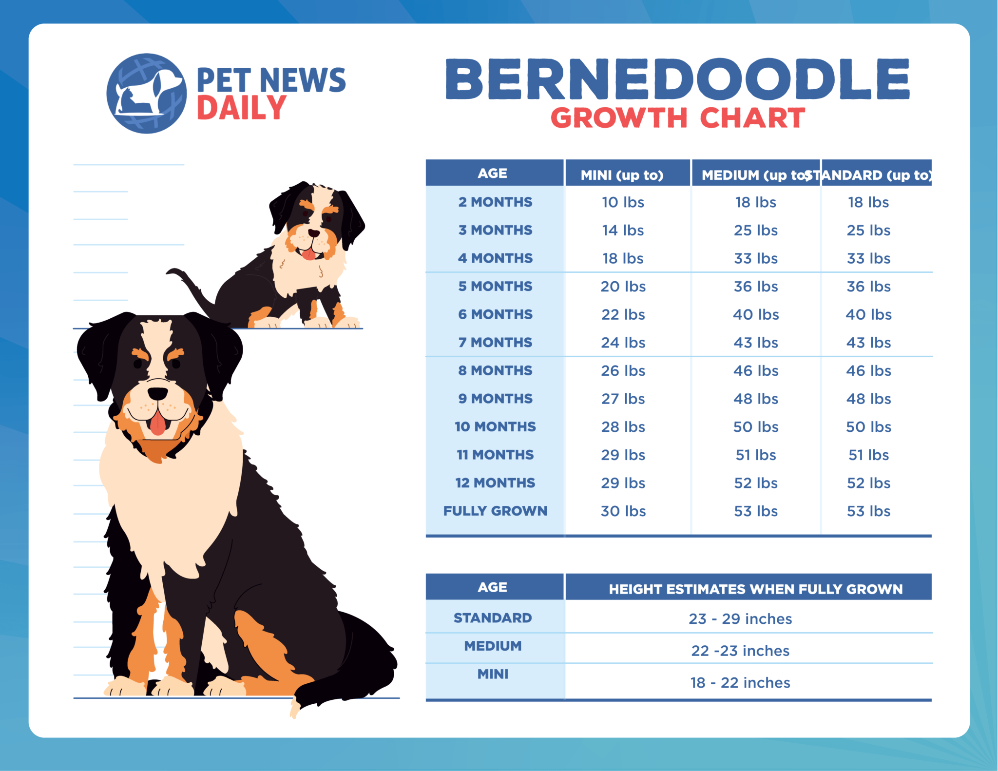 Bernedoodle Growth Chart How Big Will Your Bernedoodle Get Pet News 