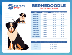 Bernedoodle growth chart: how big will your Bernedoodle get?