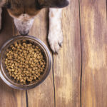 Picture of a dog with dog food