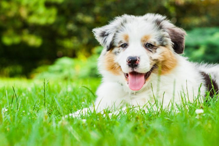 Happy dog in grass