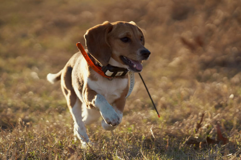 dog shock collar invisible fence        
        <figure class=