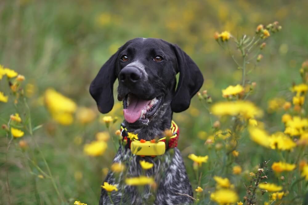 Picture of a dog with a GPS dog collar - which one is the best?