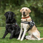 Picture of dogs with harnesses - what are the best no pull options?