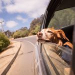 Picture of a dog in a car - what's the best portable dog fence if you're travelling with your pup?