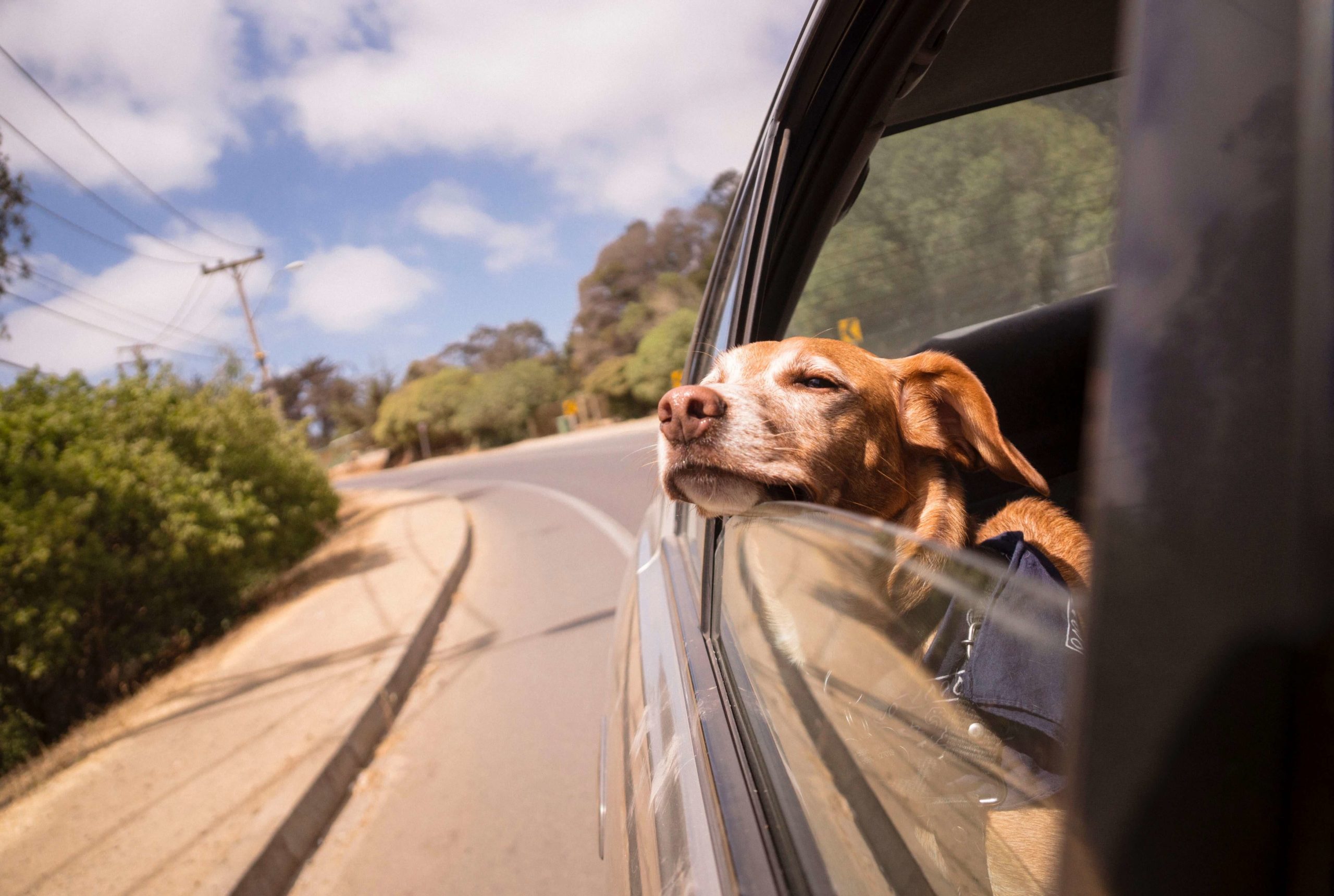 Picture of a dog in a car - what's the best portable dog fence if you're travelling with your pup?