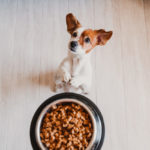 Image of a small dog with dog food