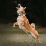 Picture of a dog leaping - what's the best wireless fence for him?