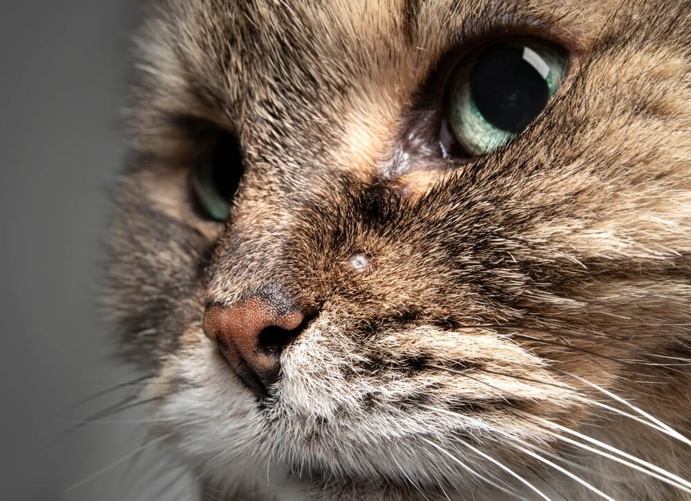 How Do I Treat a Sebaceous Cyst on My Cat? - Pet News Daily