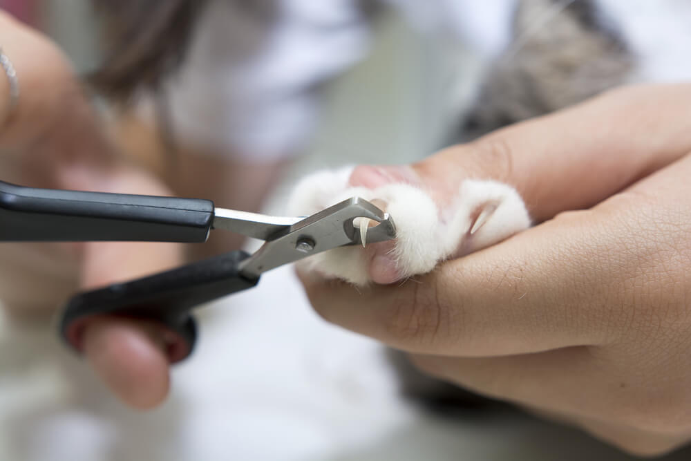 Image of cat nail clippers clipping a cat's nails