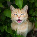 Picture of a cat meowing - why do they do it?