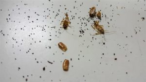Picture of cockroach poop