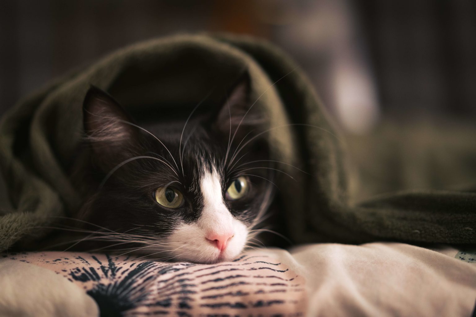 Can Cats Get Colds How To Tell If Your Cat Has A Cold Pet News Daily