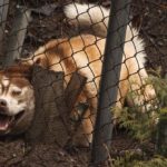 Picture of a dog digging under a wire fence