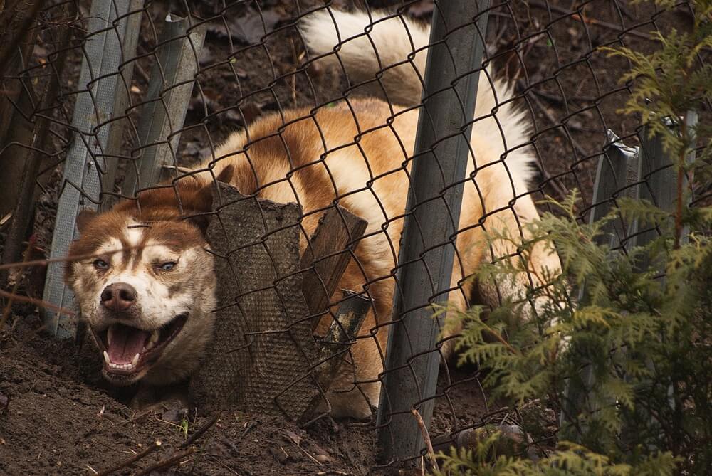 Picture of a dog digging under a wire fence