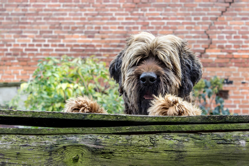 Picture of a dog looking over a fence.