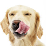 Picture of a dog licking