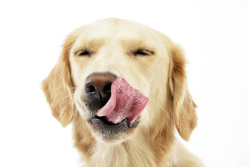 Why Does My Dog Lick Everything? (The Answer May Surprise You) - Pet ...