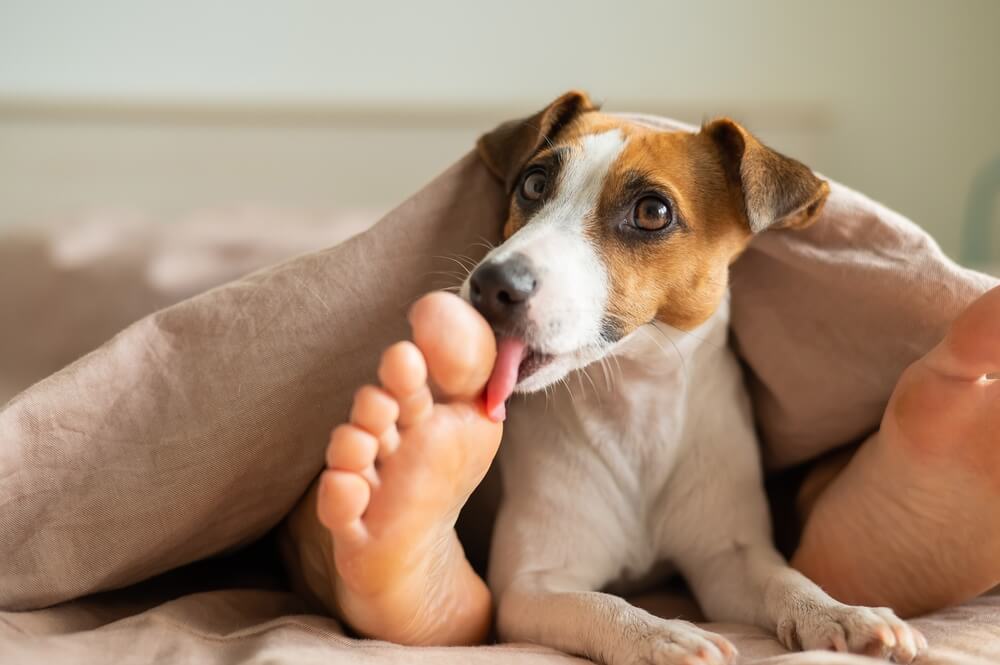 Picture of a dog licking feet - why do they do that?