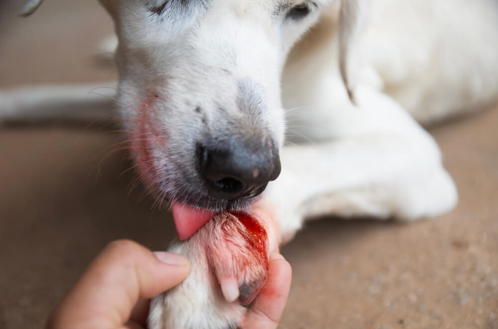 Picture of a dog licking a wound