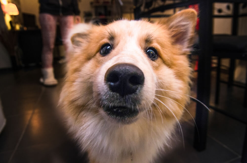 Picture of a dog with whiskers - why do dogs have them?