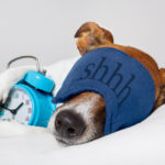 Picture of a dog with a sleep mask and an alarm clock