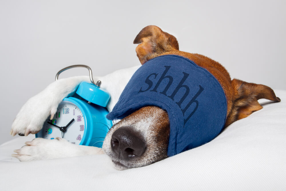 Picture of a dog with a sleep mask and an alarm clock