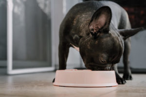 Picture of a French Bulldog eating.