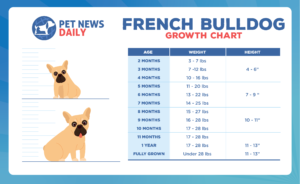 French Bulldog growth chart