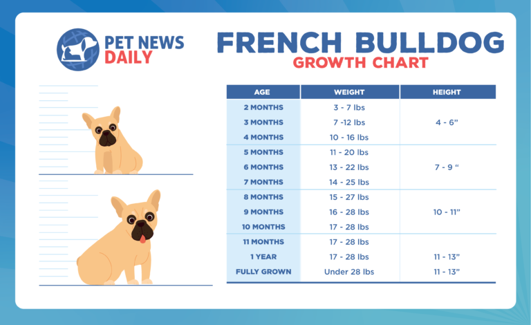 French Bulldog Growth Chart: How Big Will Your French Bulldog Get