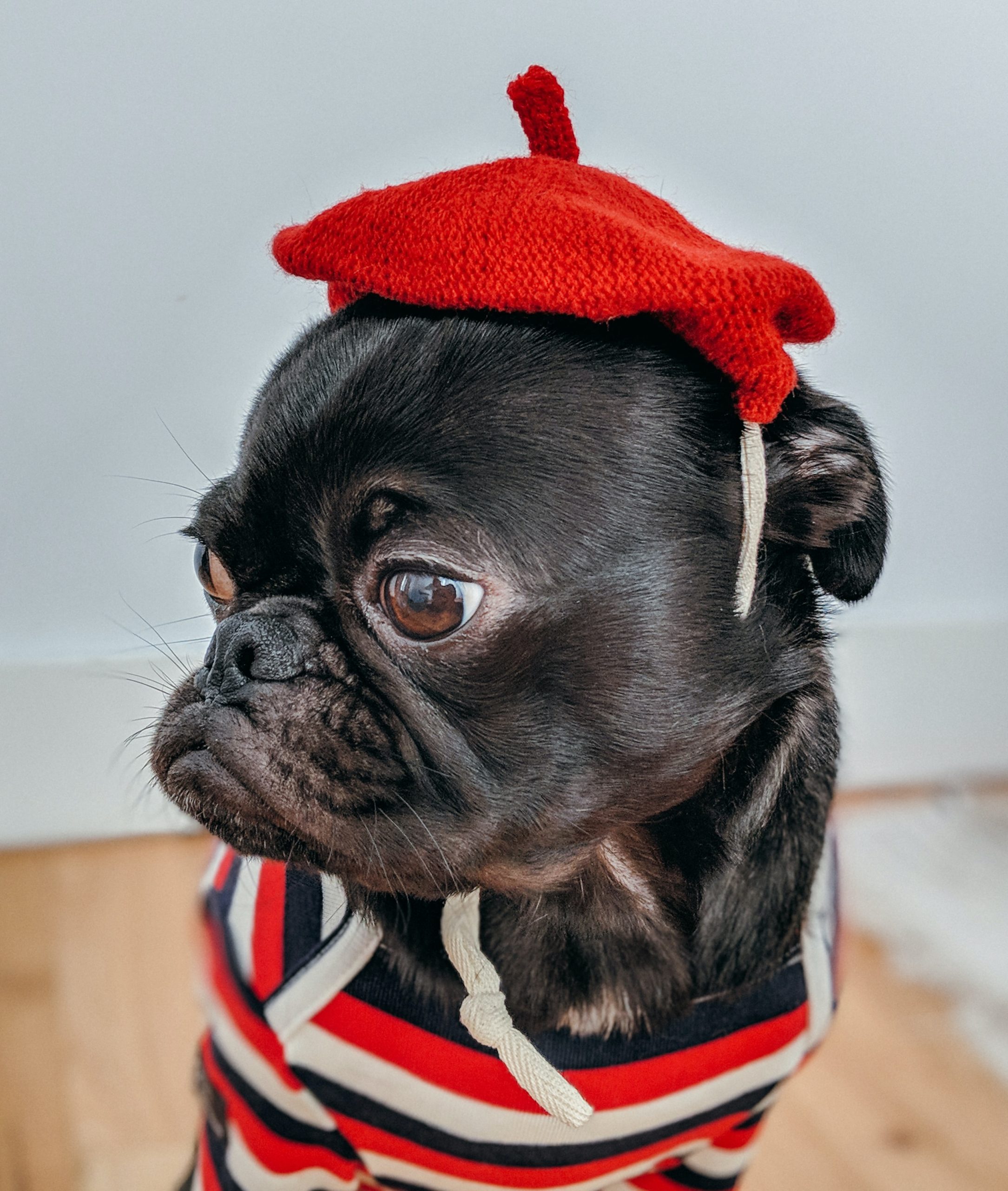 A dog in a french hat and search