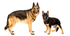 Picture of two German Shepherds one much bigger than the other