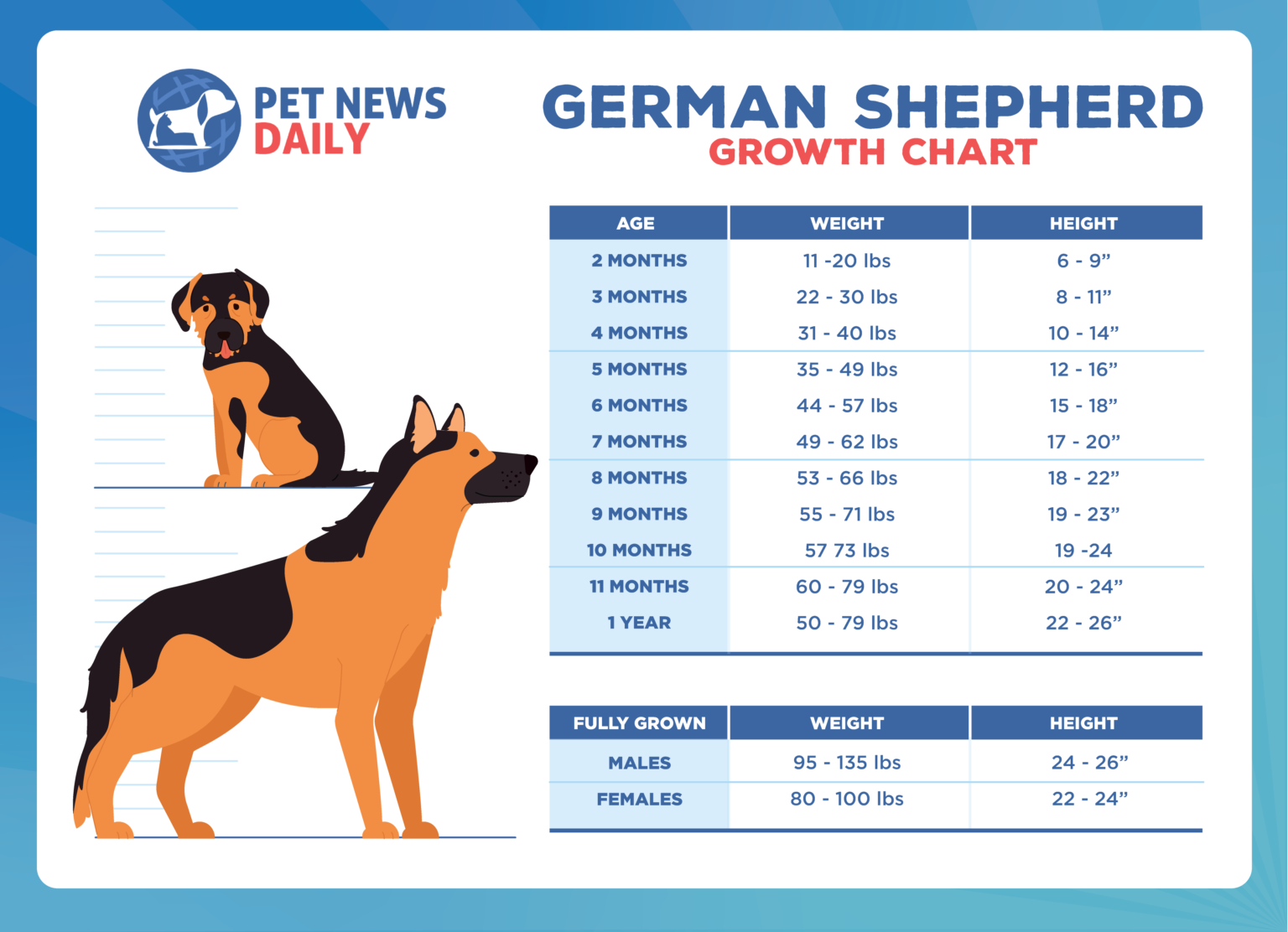 German Shepherd Growth Chart How Big Will Your German Shepherd Get 