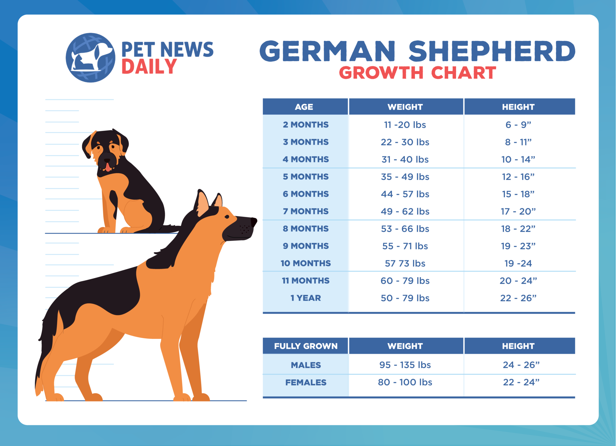 German Shepherd Puppy Size Chart