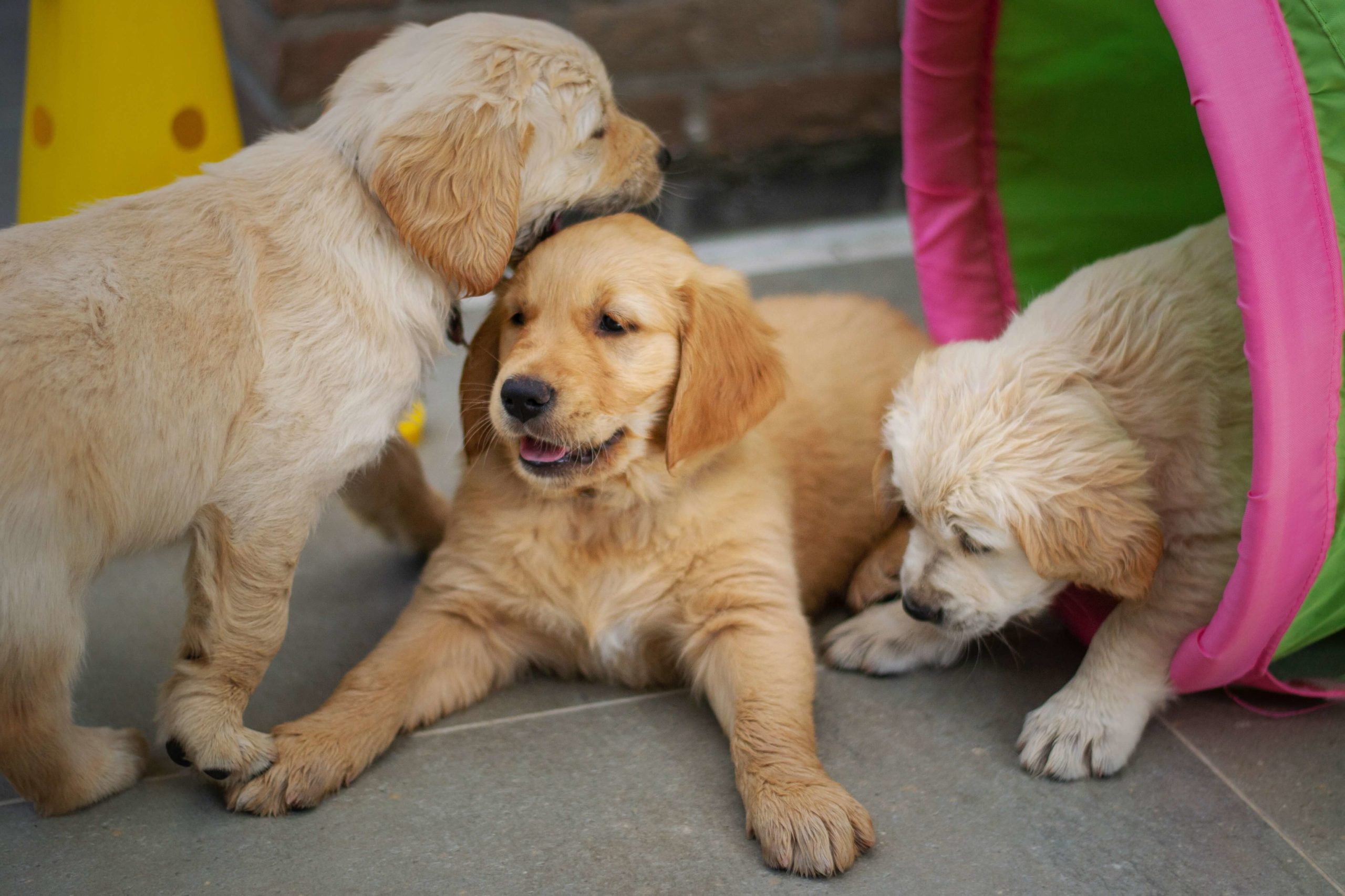 Picture of Golden Retrievers - how tall will they grow to be?