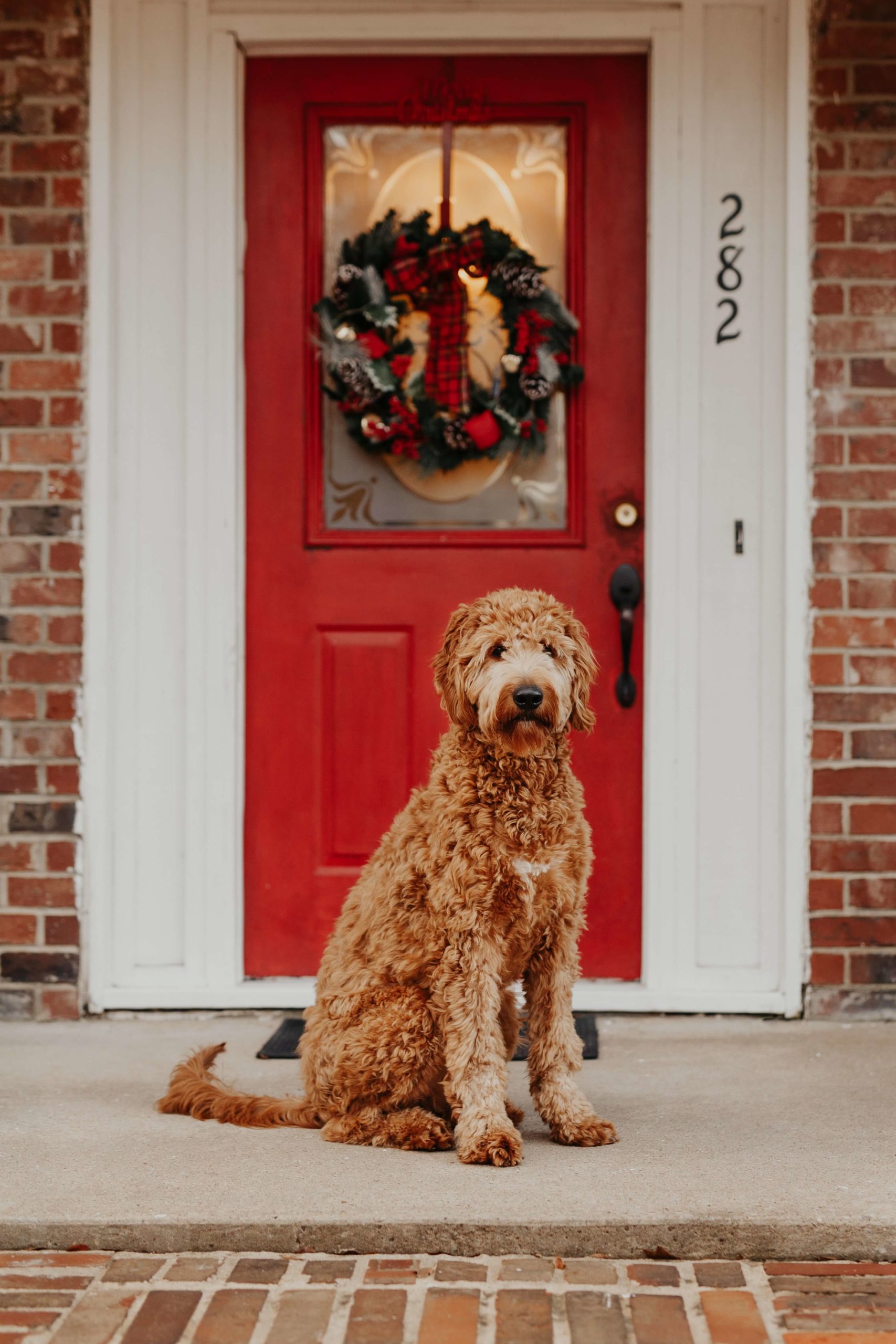 Picture of a Goldendoodle - how tall will your Goldendoodle be?
