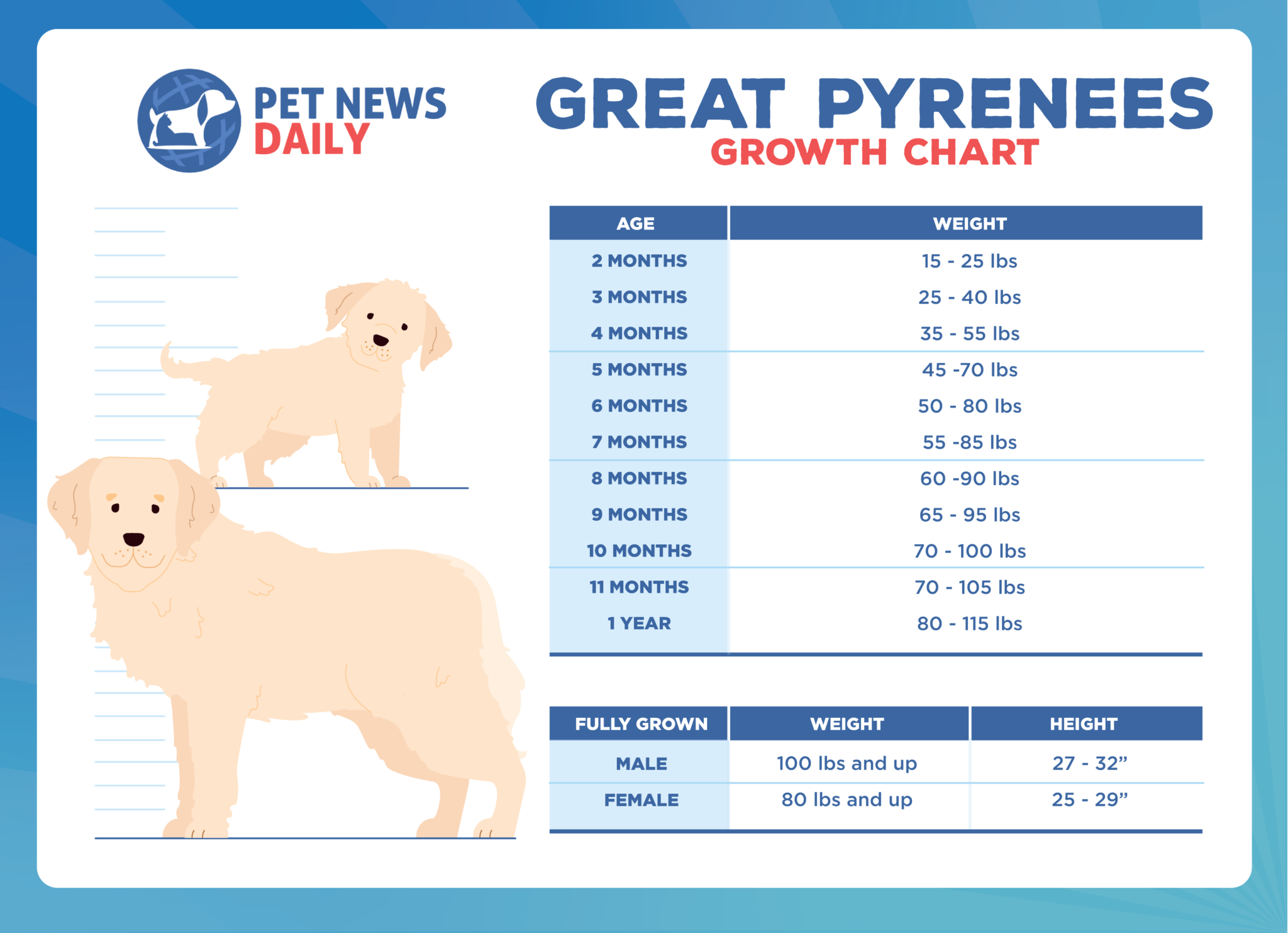 Great Pyrenees Growth Chart How Big Will Your Great Pyrenees Get