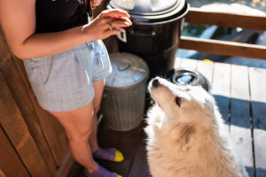 Picture of a person feeding a Great Pyrenees