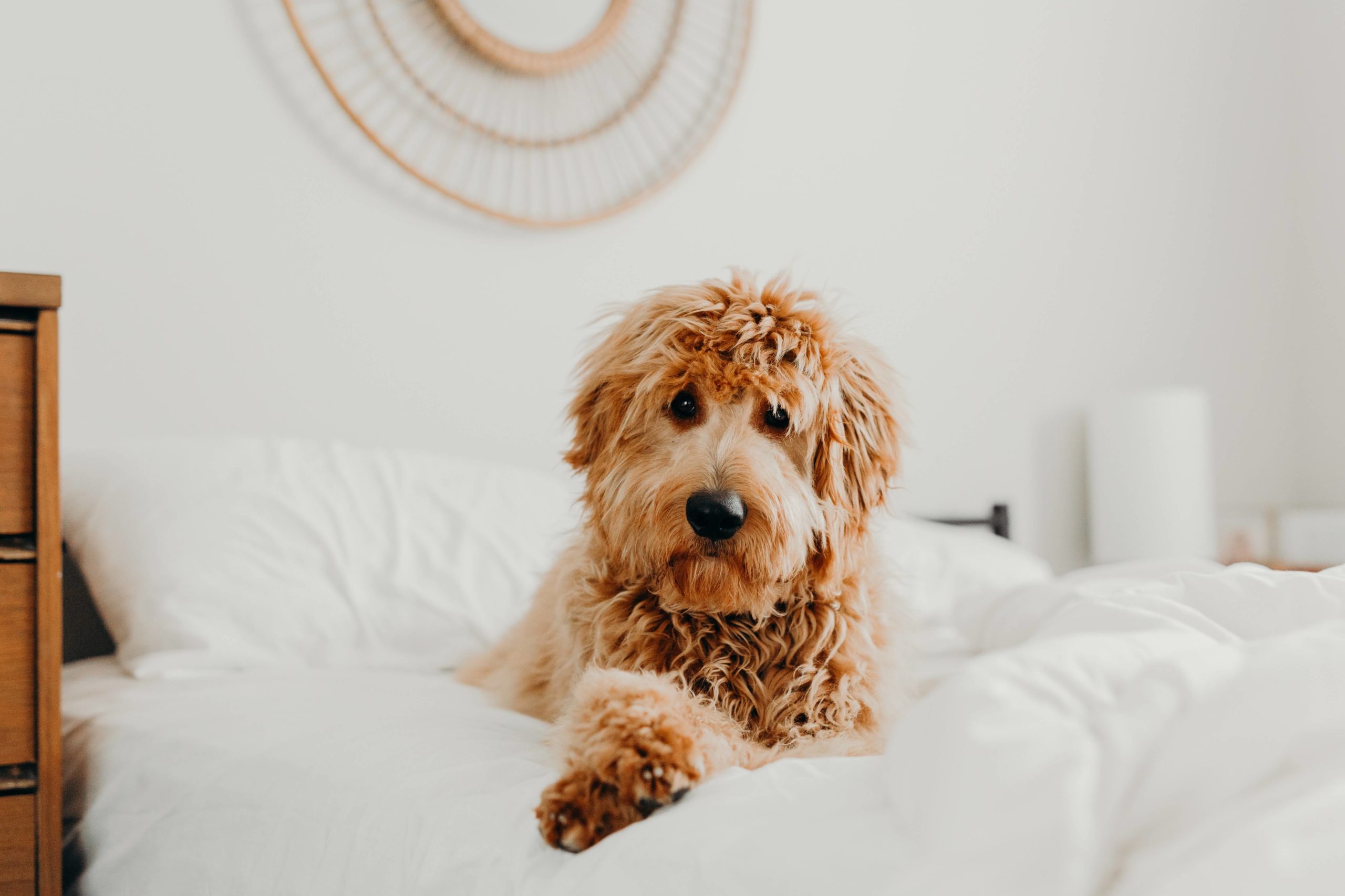 Picture of a Goldendoodle - how big will yours get?