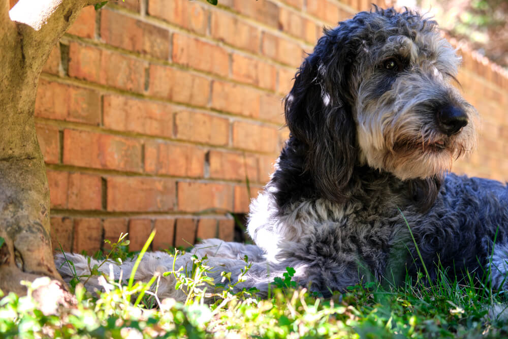 Bernedoodle Growth Chart: How Big Will Your Bernedoodle Get? - Pet News