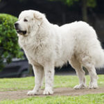 How big will my Great Pyrenees get? Great Pyrenees growth chart