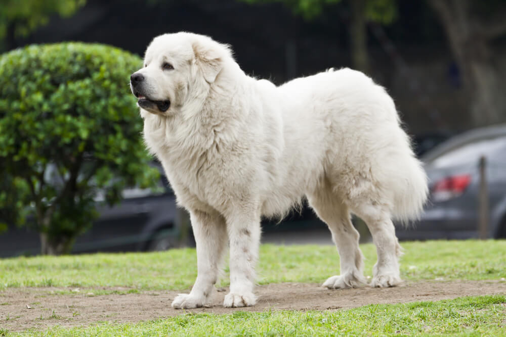 How big will my Great Pyrenees get? Great Pyrenees growth chart