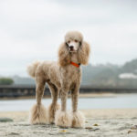 How big will your Standard Poodle get? Standard Poodle Growth Chart
