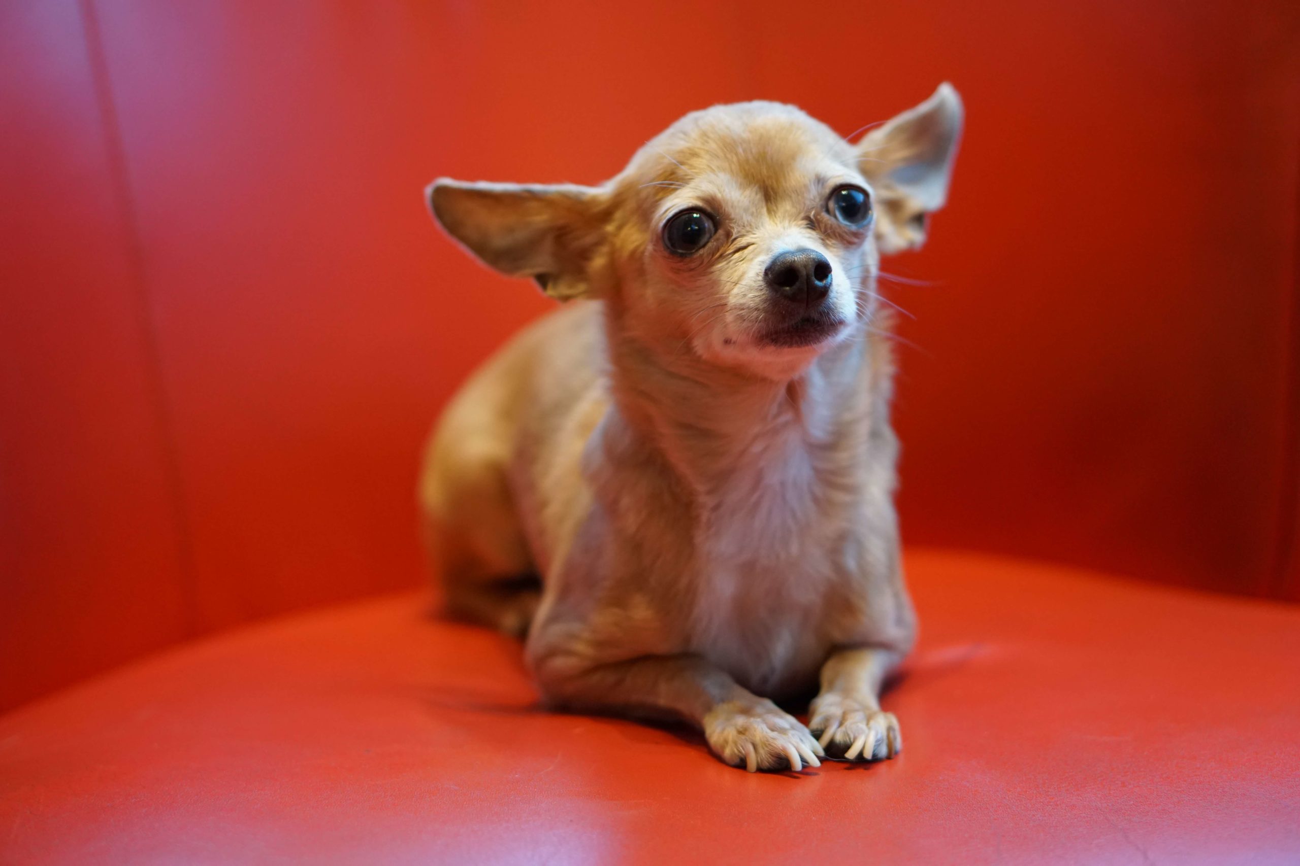 Image of a chihuaha - this post details how much they weigh