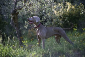 Image of a Great Dane - how much do they weigh?