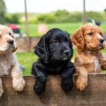 Picture of puppies on a fence - learn how to keep them from climbing and jumping